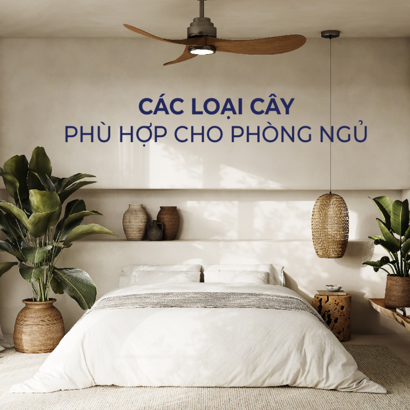 cây trồng trong phòng ngủ